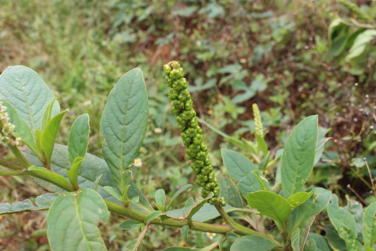 Phytolacca octandra L.